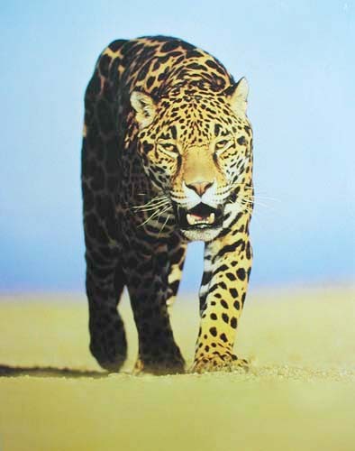 Jaguar