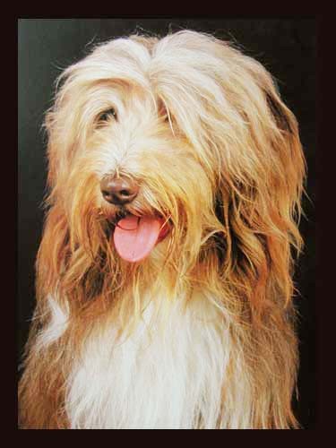 Bearded Collie Braun, Poster