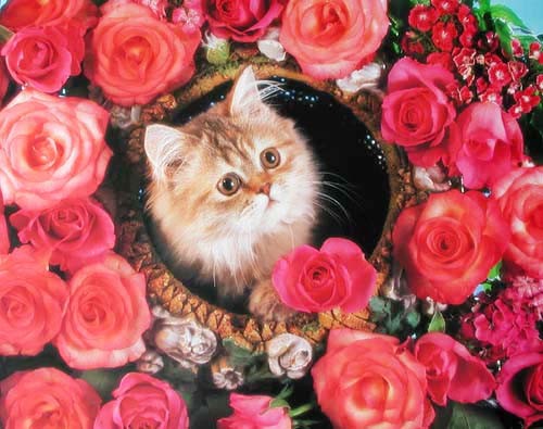 Katze in Rosen