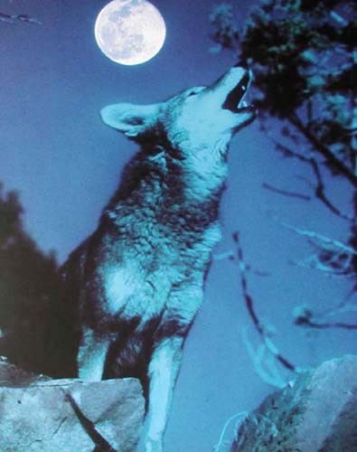 Heulender Wolf bei Vollmond Poster 40x50 cm