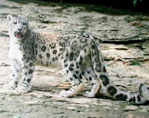 Schneeleopard