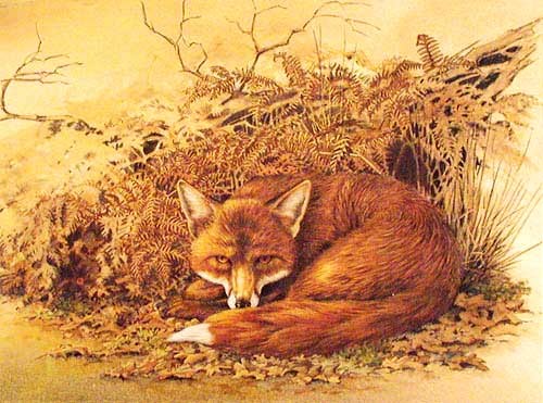 Fuchs