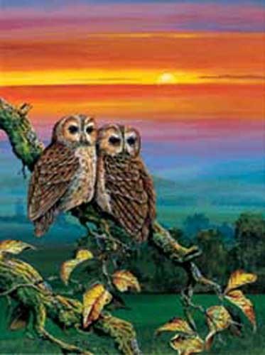 Sunset Owls