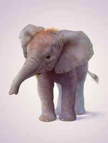 Kleiner Elefant, Elephant Calf