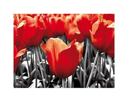 Rote Tulpen