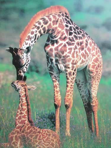 Zwei Giraffen - Kuss Poster im Hochformat 40x50 cm