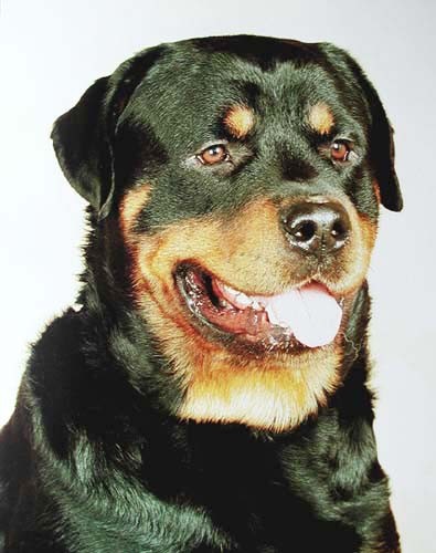 Rottweiler Poster 40x50