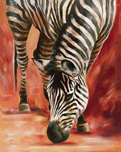 Zebra beim Trinken Poster 40x50 cm 