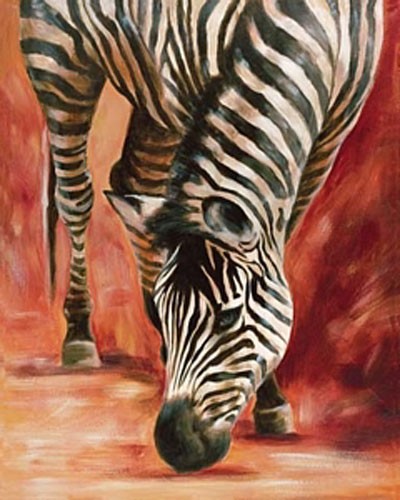 Zebra beim Trinken Poster 40x50 cm