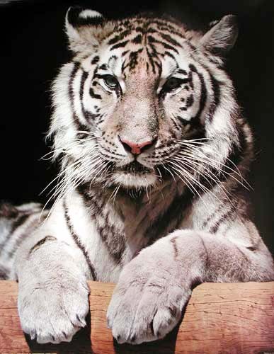 Weißer Tiger Fotografie von Aaron Chang 40x50 cm 