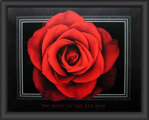 Rote Rose, Magic of the Red Rose