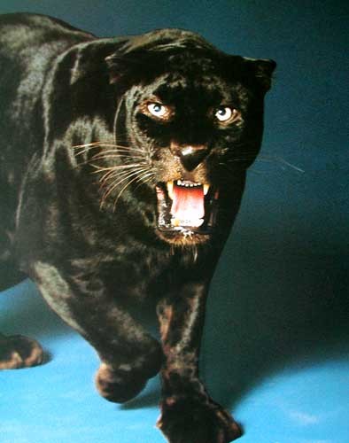 Fauchender Schwarzer Panther Poster