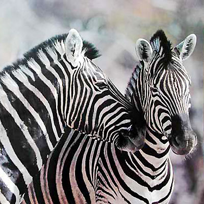 Zebras / Nashörner / Giraffen / Nilpferde / Känguruh