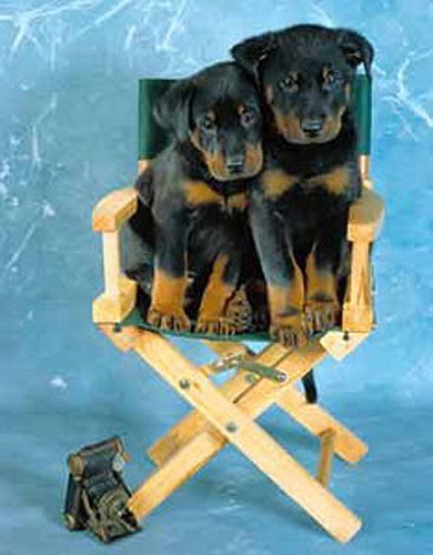 Zwei Rottweiler-Welpen Poster