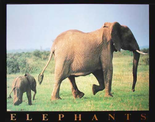 ELEPHANTS, Elefanten Poster 40x50 cm