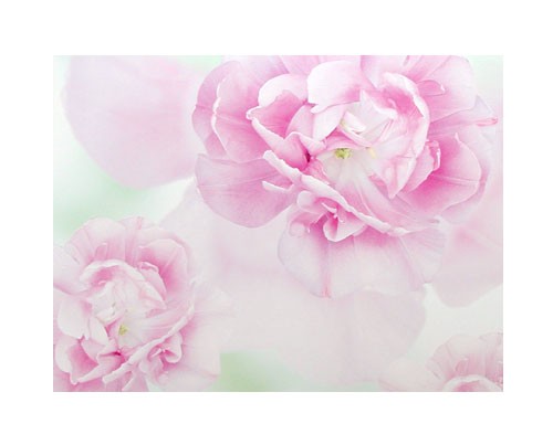 Pfingsrosen Kunstdruck 40x50 cm