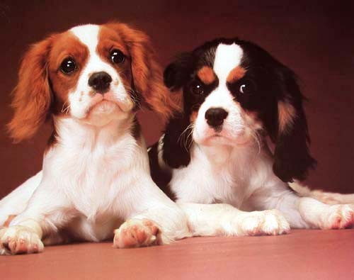 English Springer Spaniel Welpen Poster