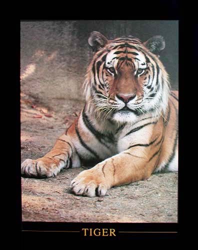Tiger Kunstdruck im Hochformat 40x50 cm