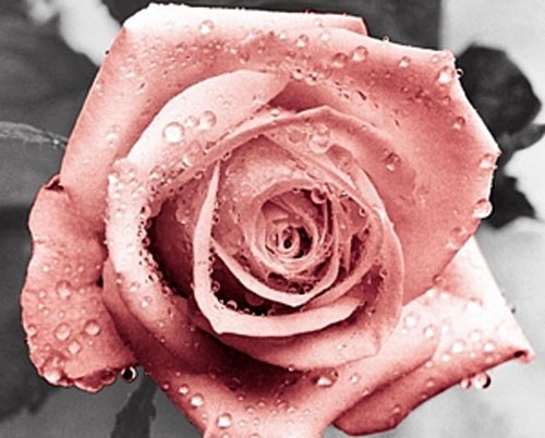 Pinke Rose mit schwarz-weißem Hintergrund, Poster