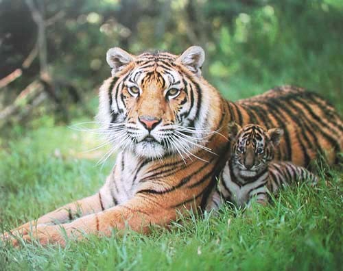 Tiger und Tigerbaby liegend Poster 40x50 