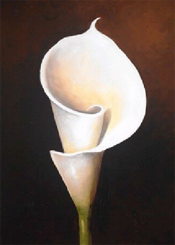 Weiße Calla-Lilie II, S. Sauci