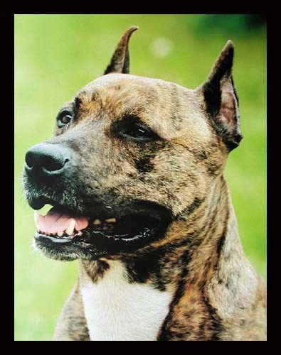 American Pitbullterrier