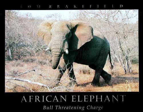 Afrikanischer Elefant von Tom Brakefield - Kunstdruck / Poster 40x50 cm