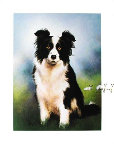 Sheepdog by Anja Meddite