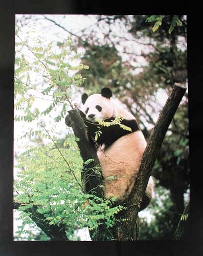 Pandabär Poster 40x50 cm
