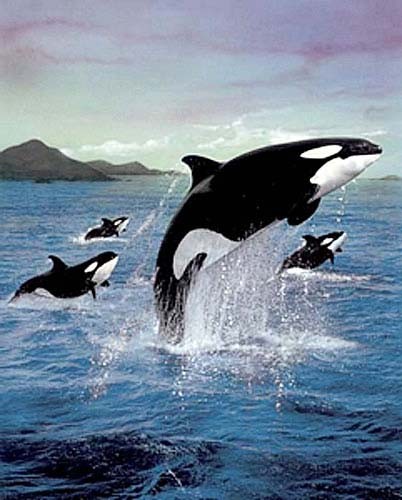 Springende Orcas, Schwertwale Poster 40x50 cm