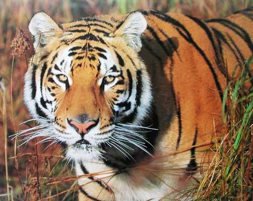 Tiger im hohen Gras- Poster 50x40 cm