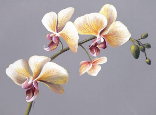 Orchidee III
