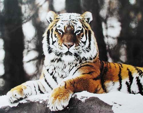 Tiger sitzt im Schnee Poster 50x40 cm