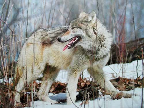 Hungriger Wolf auf Jagd Poster 40x50 cm