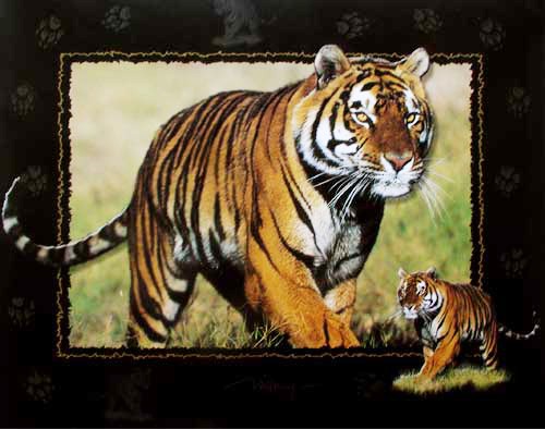 Sibirischer Tiger Collage III Poster 40x50 cm