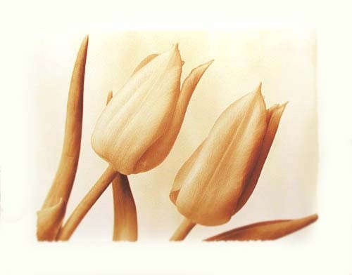 Sepia Tulpen Poster