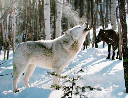 Grauer und schwarzer Wolf Poster 40x50 cm