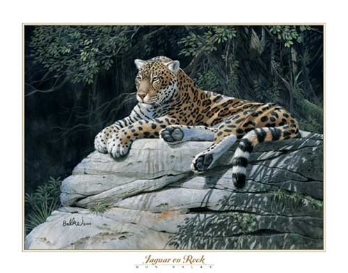 Jaguar by Don Balke