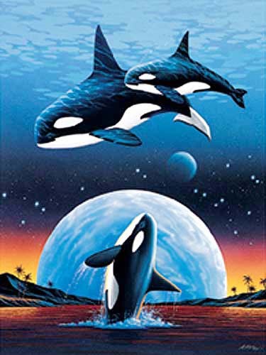 Springende Orcas von Alan Metz - Poster 40x50 cm