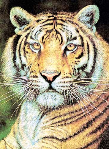 Tiger Portrait Dufex Alu Bild 16x21 cm