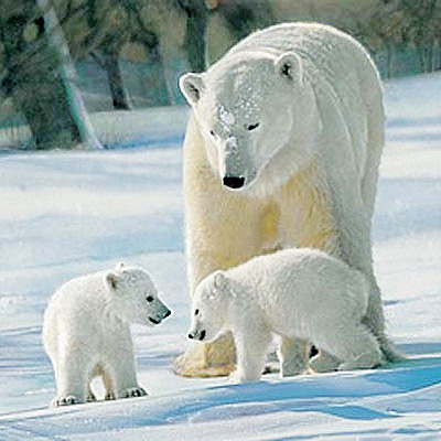 Bären / Eisbären / Waschbären