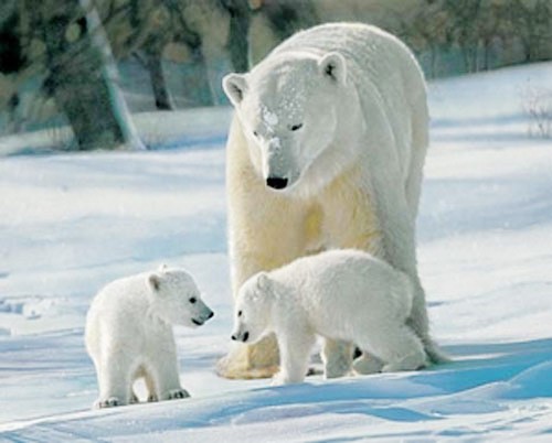 Eisbär und zwei Jungen Poster