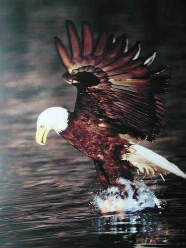 Seeadler- Fischfang Poster 40x50