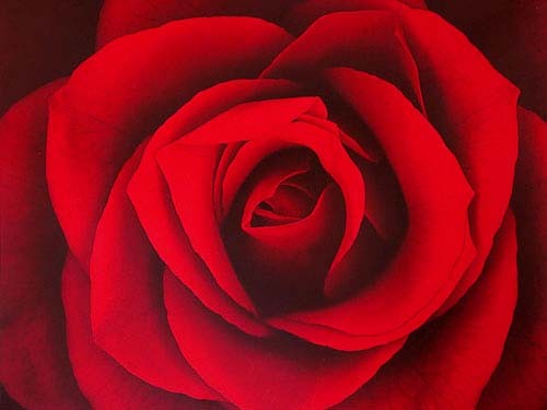 Rote Rose Poster