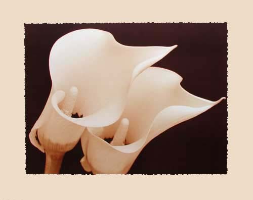 Sepia Callas by I. Zonneveld *