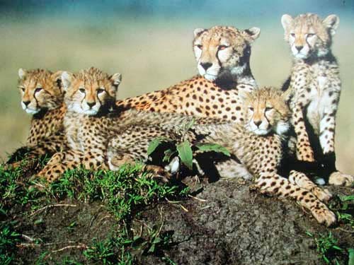 Gepard and Cubs