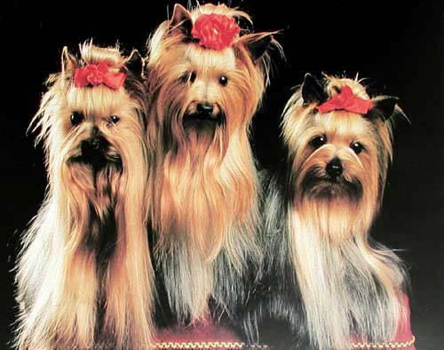 Yorkshire Terrier