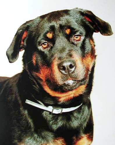 Rottweiler Poster