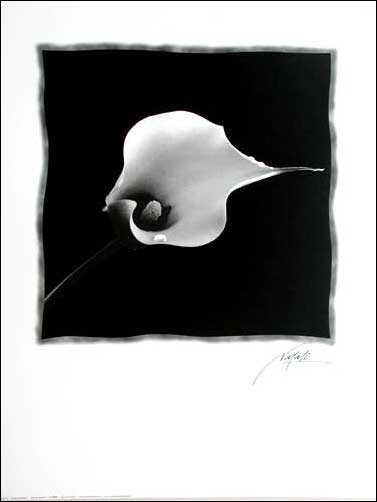 Schwarze Calla Poster in schwarz-weiss