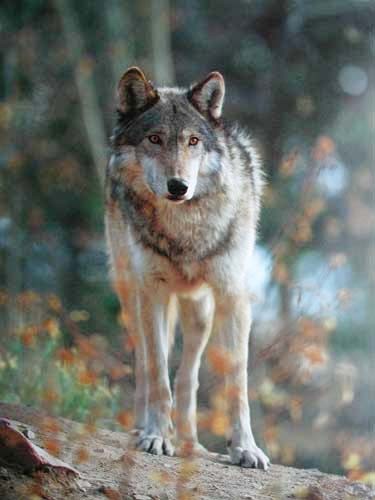 Grauer Wolf im Herbst Poster 40x50 cm